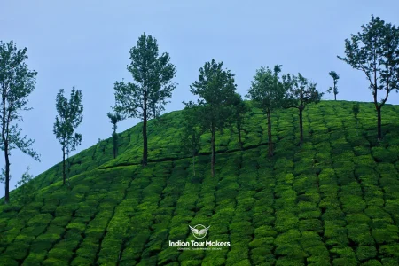 Tea plantation spice tours in Munnar Kerala